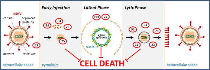 KSHV encodes a large repertoire of genes regulating survival of the infected cell in all stages of the viral life cycle. Genes identified by systematic transfection analyses to counteract cell death are given in red circles (ORF numbers are given). ORFs 22 and 25 may not enter the cell or may be trapped in the viral capsid in the early infection but are expressed in the infected cell and may be active in the lytic phase.