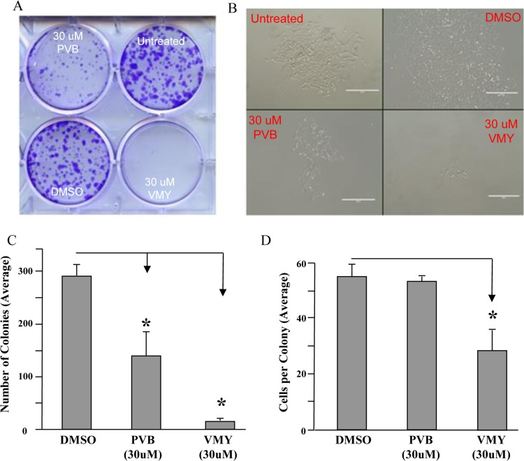 VMY induced cell death