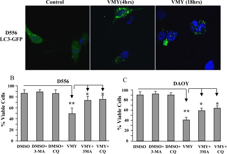 Induction of Autophagy by VMY reduces cell viability