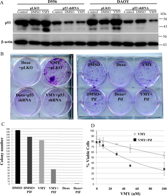 Effects of silencing of p53 on cell survival