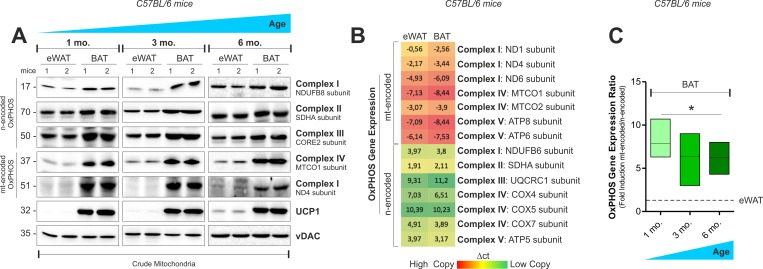 OxPHOS gene expression in mouse white and brown fat