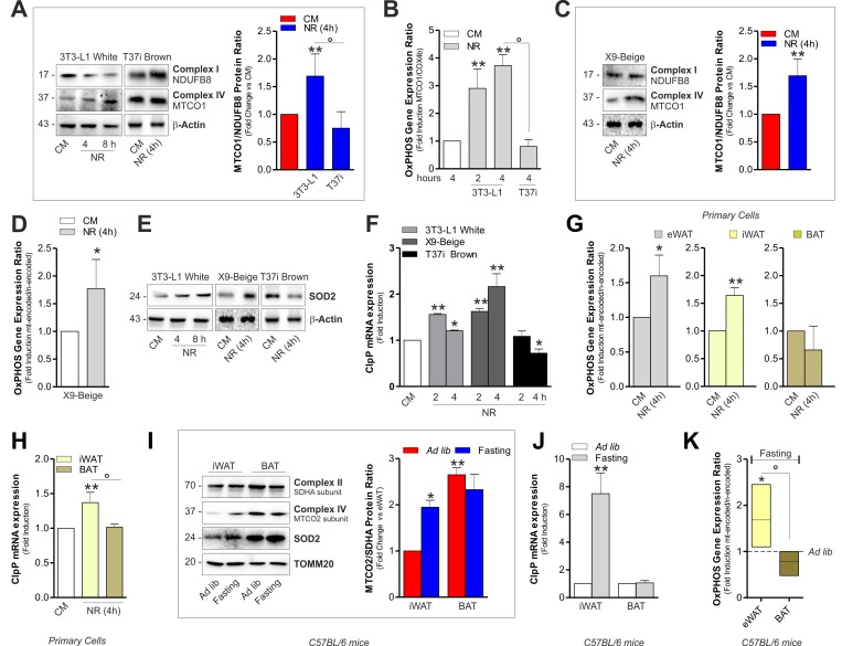 Mitonuclear OxPHOS imbalance and mitochondrial stress response is elicited in white and beige adipocytes upon starvation