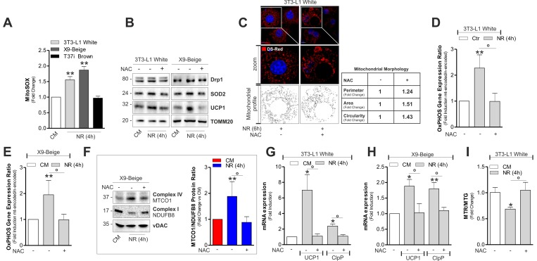 mtROS are involved in the induction of mitonuclear stress response and uncoupling