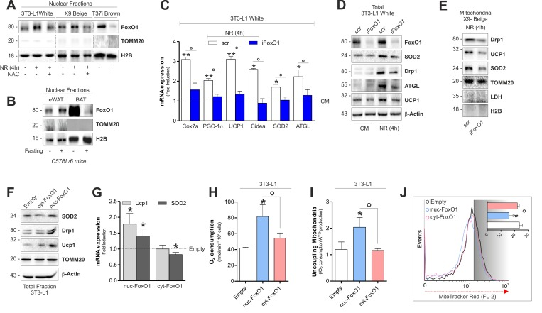 FoxO1 modulates mitochondrial stress response and expression of brown-related genes in white and beige adipose cells