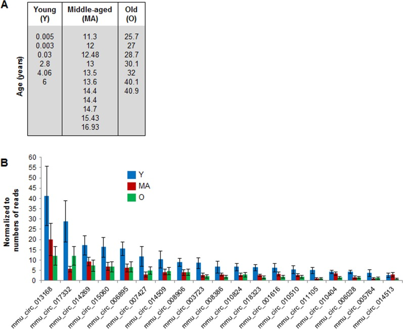 Age-associated changes in muscle circRNAs