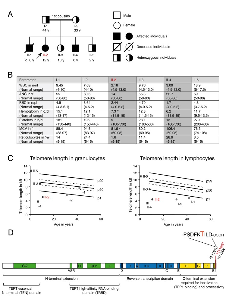 Clinical features and telomere length of the DKC family with the novel T1129P TERT mutation
