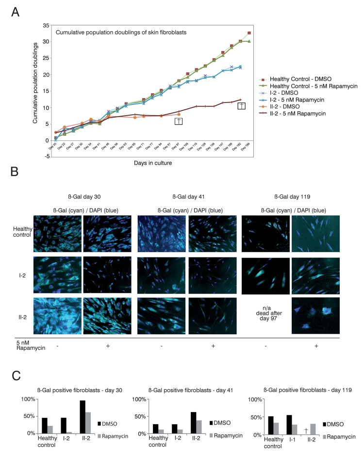 Rapamycin treatment of DKC skin fibroblast cultures