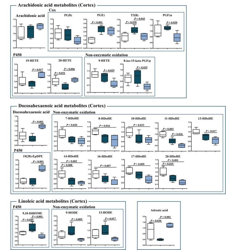 Changes in eicosanoid metabolism of fatty acids in the cortex of young SAMP8, old SAMP8 and old SAMP8 mice fed with J147