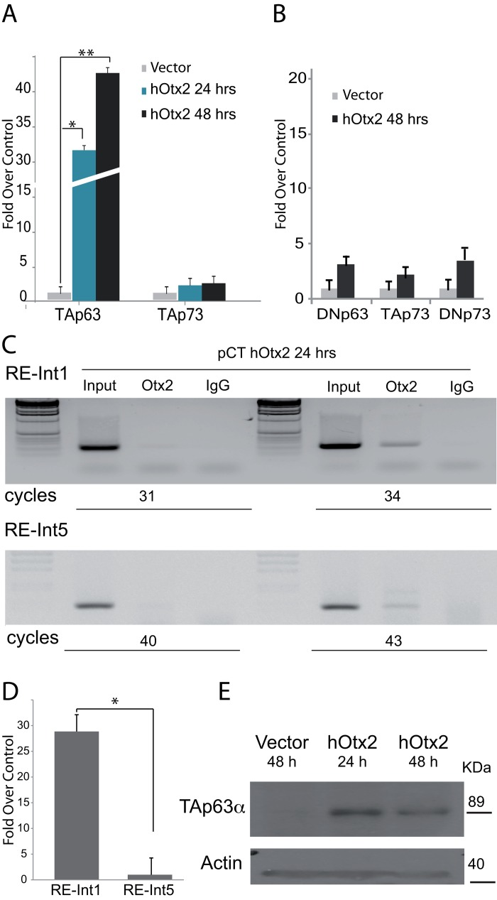 Molecular study of OTX2 responsive elements in the p63 gene