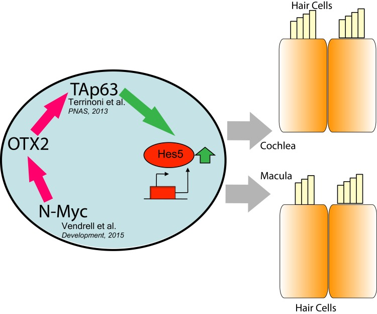 Schematic representation of OTX2 pathway