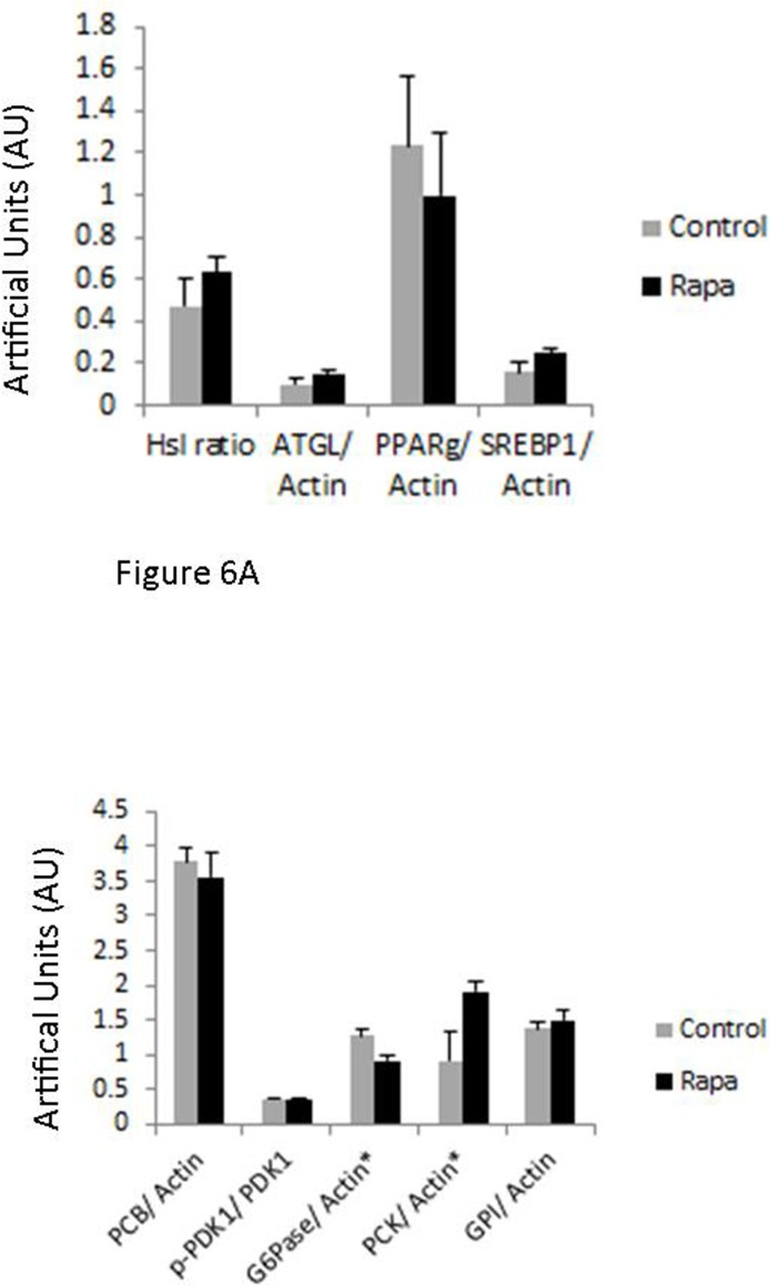 Immunoblot results