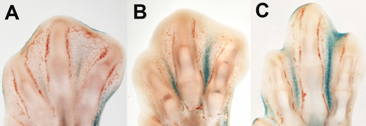 β-gal activity in the course of interdigit tissue regression in the embryonic chick. Longitudinal vibratome sections of chick limb autopods at days 7 (A), 7.5 (B), and 8 id (C).