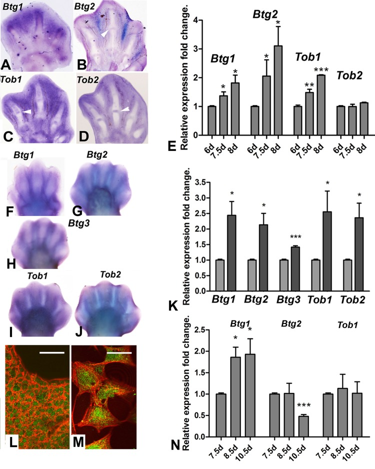 (A-D) in situ hybridizations showing the expression of Btg1 (A), Btg2 (B), Tob1(C) and Tob2 (D) in the chick autopod during interdigit regression. Note that, in addition to the interdigital domains, Tob2, Btg2 and Tob1 are also expressed in the developing interphalangeal joints (arrows). (E) Expression level of Btg and Tob genes in interdigital tissue of chick leg during the course of remodeling. The chart shows QPCR-evaluated fold changes in the expression of Btg1, Btg2, Tob1 and Tob2 in the third interdigit of the chick leg bud at 7.5 and 8 id compared with their expression levels prior to the onset of tissue regression (6 id). (F-J) in situ hybridizations showing the expression of the Btg/Tob genes in the developing mouse autopod. (K) chart is a comparative QPCR analysis of the interdigital expression of Btg/Tob genes at day 13 p.c. (light columns) versus day 13,5 pc (dark columns). (L-M) immunostaining for BTG2 (green) combined with phalloidin (red) in vibratome sections of the third interdigit (M), and in cultured mesodermal progenitors (M). Note that the protein is expressed in the cytoplasm and nuclei. Scale bar in L = 100μm; Bar in M = 20μm. (N) shows a QPCR analysis of the expression of Btg1, Btg2 and Tob1 in the third interdigit of embryonic duck leg at equivalent stages of that of the chick in E. Unlike in the chick (compare with E), Btg2 becomes down-regulated and Tob1 is not up-regulated over the course of tissue remodeling. ***p 