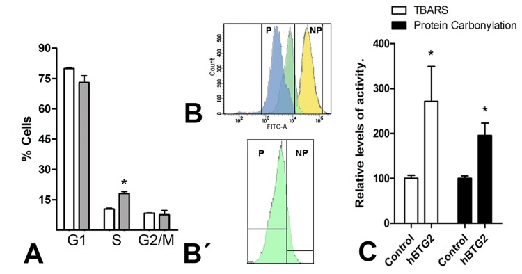 (A) Graphic illustrations comparing the proportion of cells at different cell cycle stages in control (white columns) versus Btg2-overexpressing mesodermal progenitors (grey columns) after 48 hr of culture as evaluated using flow cytometry after PI staining. (B-B′) Illustrates the dilution of CFSE labeling after 48 hr of culture in a representative sample of three distinct experiments. Blue: control cells; Green: Btg2 overexpressing; Yellow: control cells maintained at 4°C. NP (non-proliferating) marks the area of the plot of no proliferation, deduced from the absence of CFSE dilution in control cells maintained at 4°C. P (proliferating) marks the area of the cytometry plot of cells in proliferation. The lower dilution of CFSE in the proliferating cell population (P) of Btg2-overexpressing cells (green) in comparison with control cells (blue) indicates a reduced proliferation rate. B′: detailed view of the Btg2-overexpressing cells in B, isolated from the other values to appreciate that a significant portion (15%) of experimental cells are non-proliferating. (C) Graphic representation of the levels of lipid oxidation and carbonylated proteins in control and Btg2-overexpressing limb mesodermal progenitors. * p