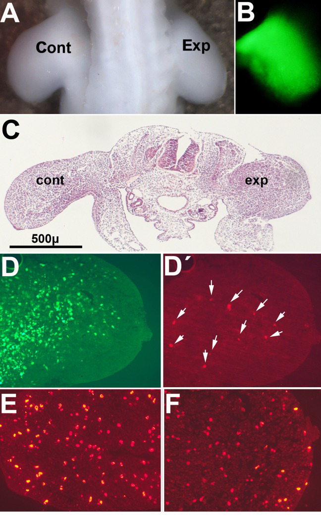 Pictures illustrate chick embryos 48 hr after electroporation of GFP /Btg2 constructs in the right wing bud at 2 id