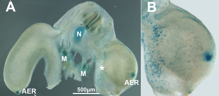 (A) Transverse vibratome section of an experimental embryo 48 hr after electroporation of Btg2. Note the abundance of cells positive for β-gal activity in the electroporated limb (*). (B) is a detailed view of the limb electroporated with Btg2. As previously reported, β-gal activity is intense in the AER of both control and experimental limbs, in the mesonephros (M) and in the notochord (N).