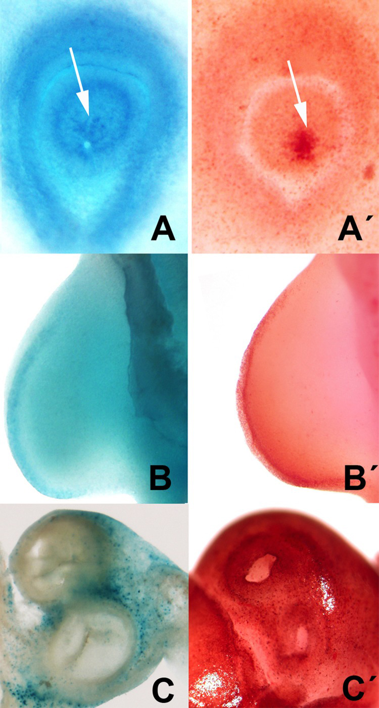 Selection of areas of embryonic programmed cell death showing the parallelism between the distribution of neutral red vital staining (A′, B′, C′) and β-gal activity (A, B C). A-A′: cell death (arrows) during the closure of the lens in chick embryos at 2.5 id. B-B′ cell death in the AER in the embryonic limb at id 3.5. C-C′, cell death in the root of the main arteries of the embryonic heart at id 7.5.