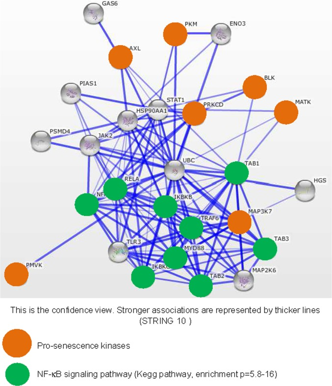 Strongly SASP-inducing kinases display strong associations with the NF-κB signaling pathway