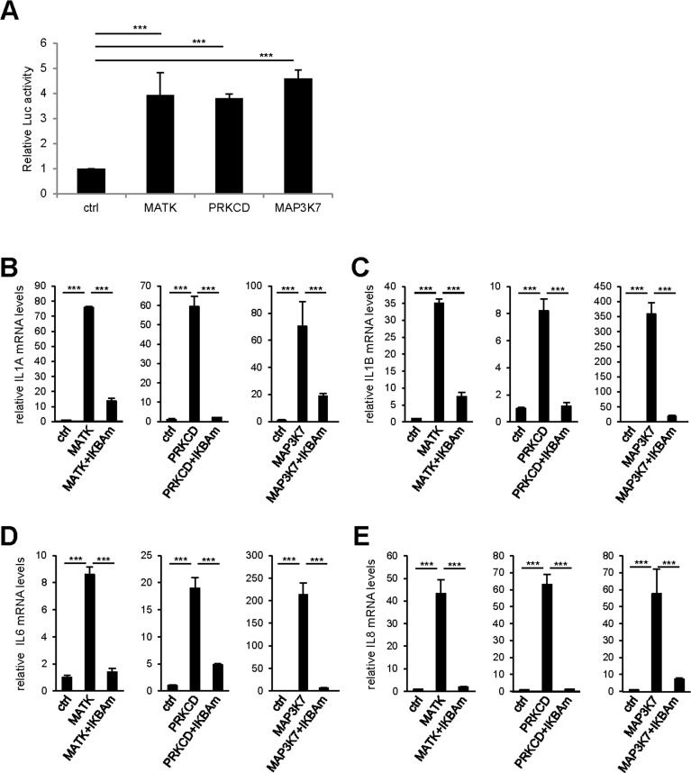 NF-κB activity mediates the effect of pro-senescence kinases on SASP expression
