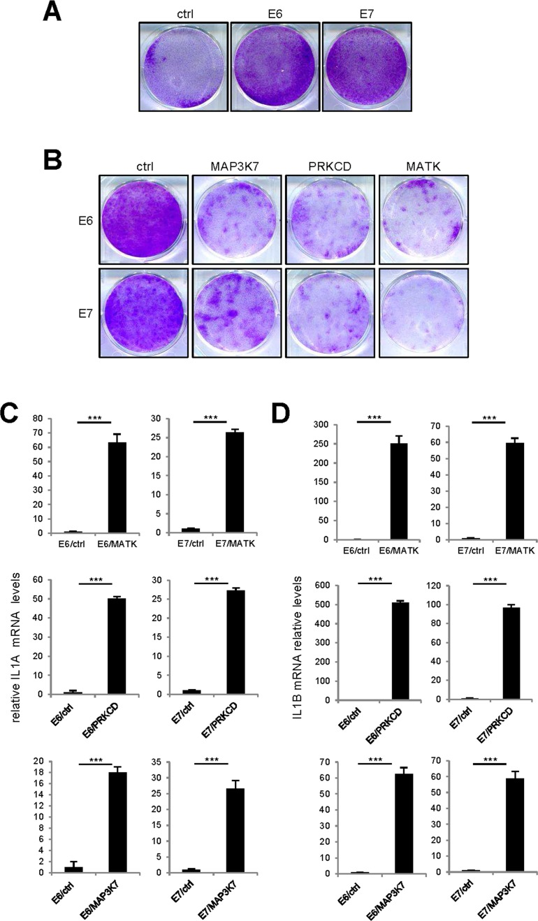 p53 or p16/Rb pathway inhibition did not revert kinase-induced senescence
