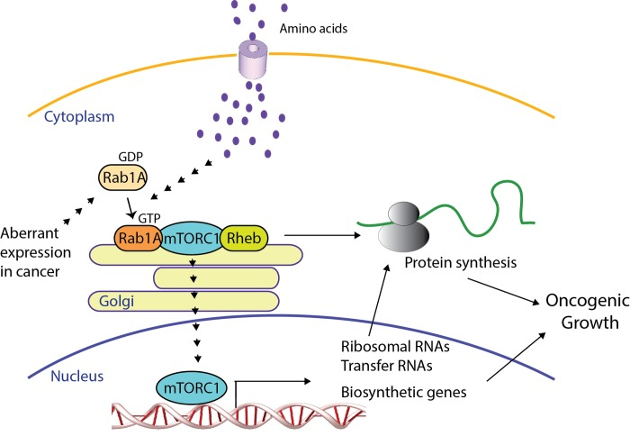 Role of RAB1 in amino acid-Mtorc1 signaling and oncogenic growth