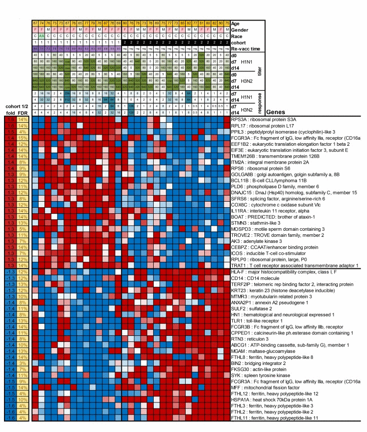 The Figure shows as a heatmap the top 50 genes that are differentially expressed between cohort 1 and 2