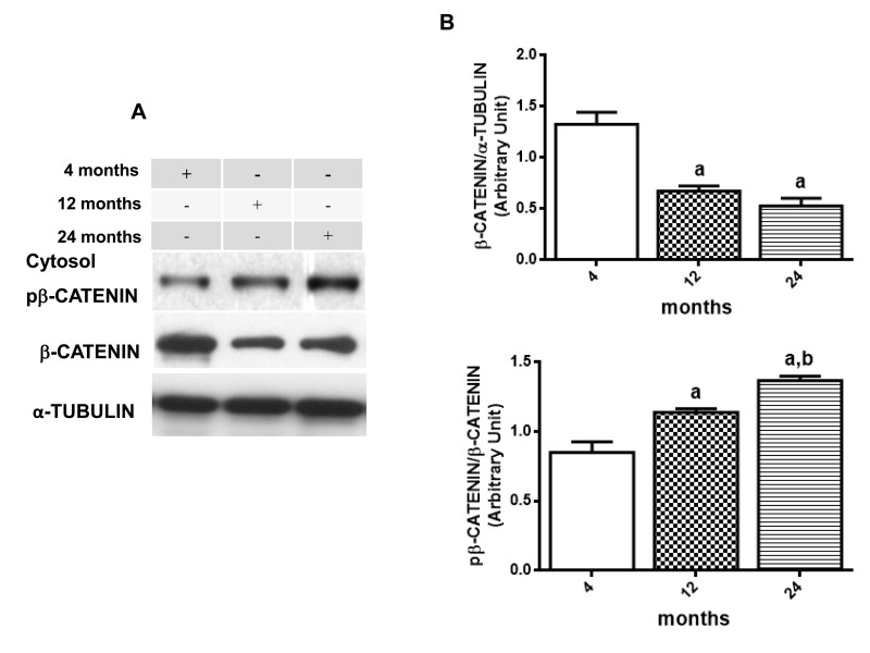 Changes in β-CATENIN signaling in hippocampus of 4-, 12- and 24-month-old rats