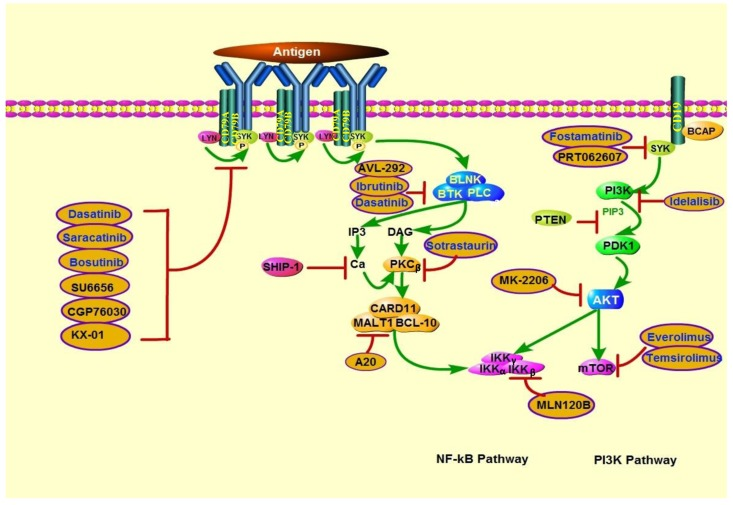 Actions of therapeutics targeting PTEN deficiency in lymphoid malignancies