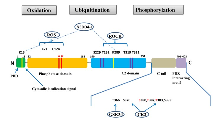 The PTEN tumor suppressor gene and its role in lymphoma