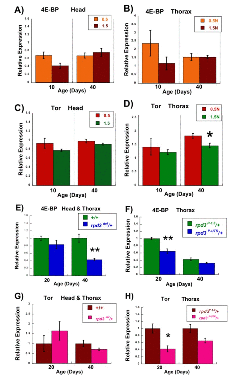 Transcription of the 4E-BP and Tor genes under conditions extending longevity. (A-D) Effects of DR on levels of 4E-BP and Tor mRNA