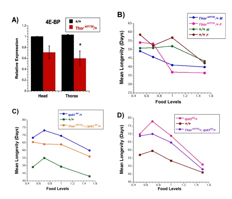 Longevity of flies carrying mutations in both rpd3 and Thor (4E-BP)