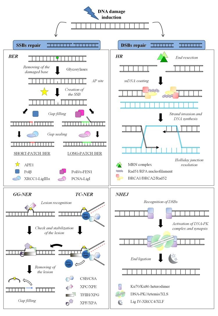 DNA repair systems