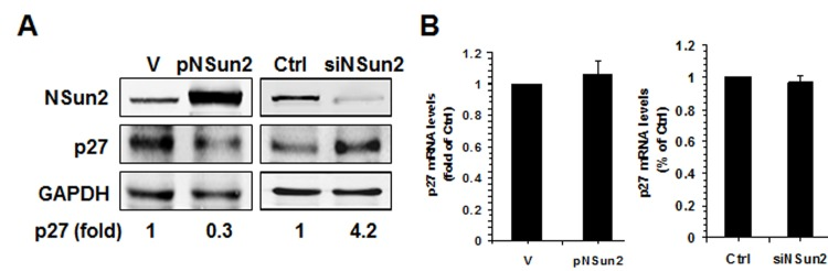 NSun2 regulates p27 expression