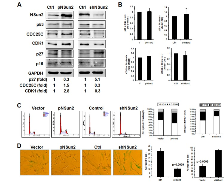 NSun2-p27 regulatory process impacts on the progression of replicative senescence