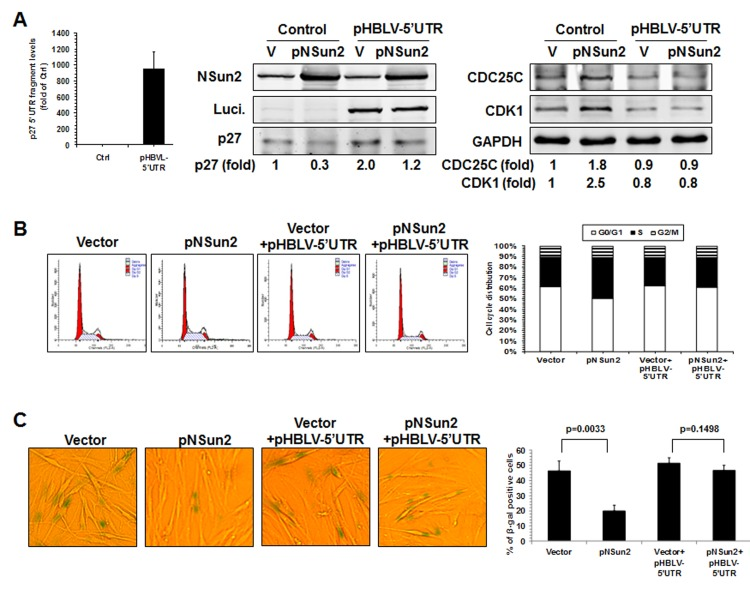 NSun2 delays replicative senescence by regulating p27, CDK1, and CDC25C
