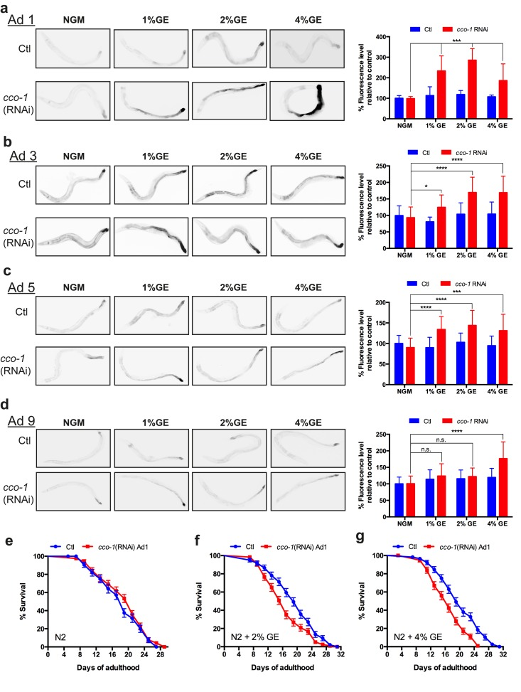 Early exposure to glucose sensitizes nematodes to UPRmt activation