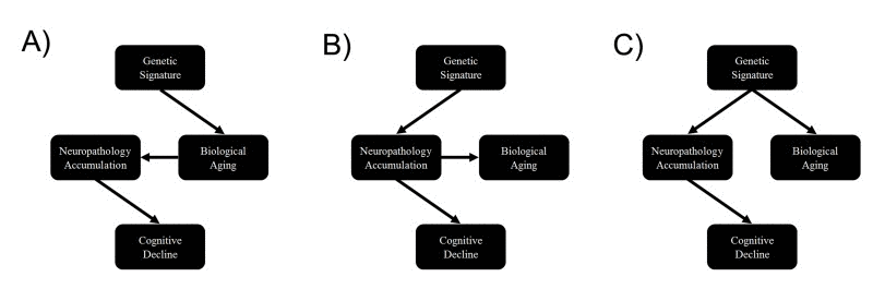 Causal scenarios that might explain the significant genetic correlations between epigenetic age, neuropathology and cognitive decline