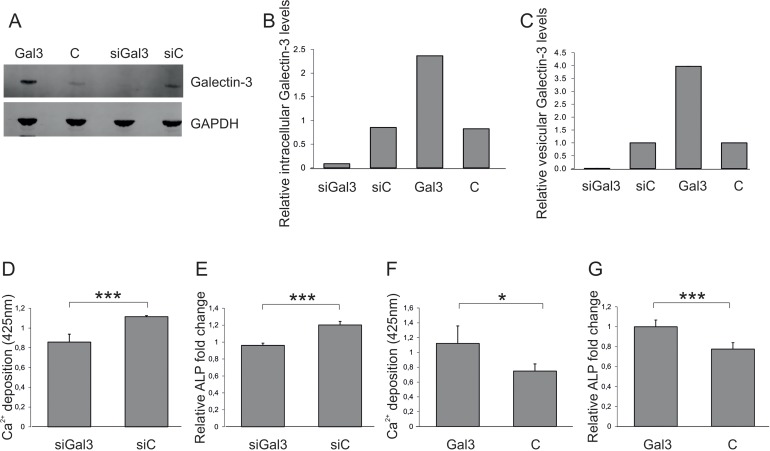 Impact of vesicular Galectin-3 levels on osteogenic commitment of ASCs