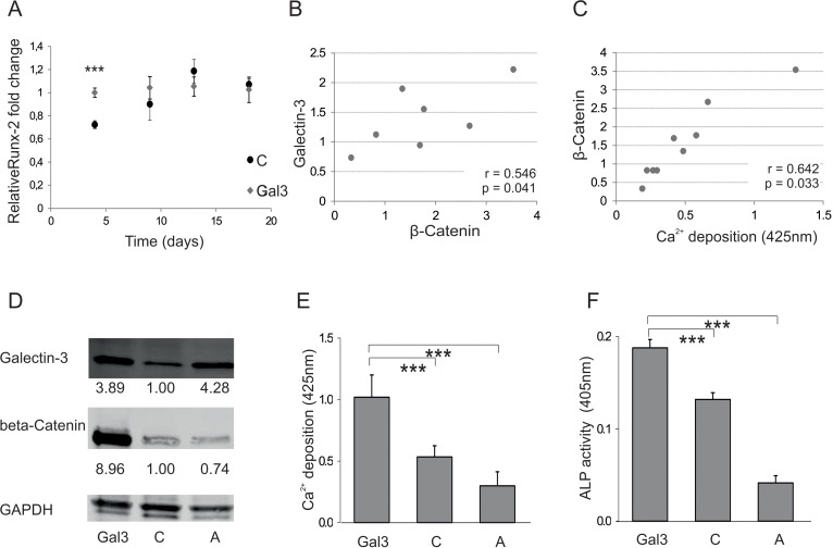 Galectin-3s molecular way of action