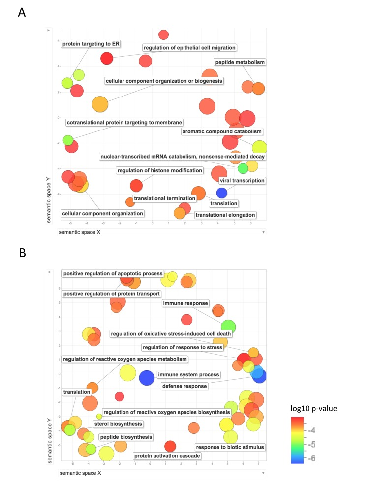 Functional annotation of protein-coding genes more highly expressed in long-lived species