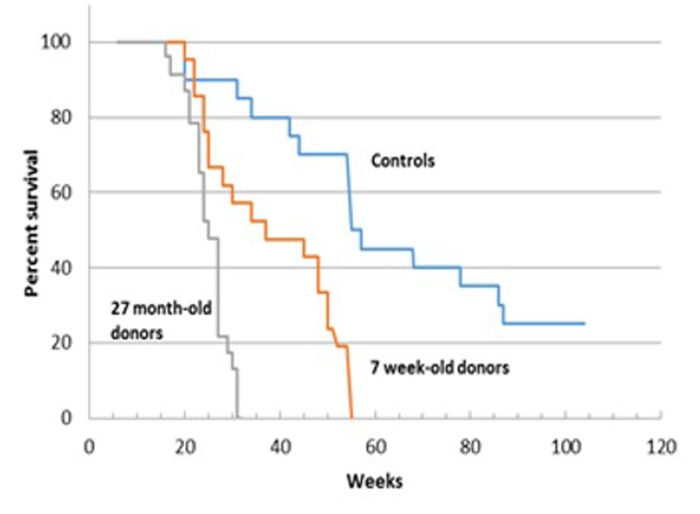 Survival analysis of C57BL/6 female mice receiving BM from young (7 week-old) and old (27 month-old) male donors