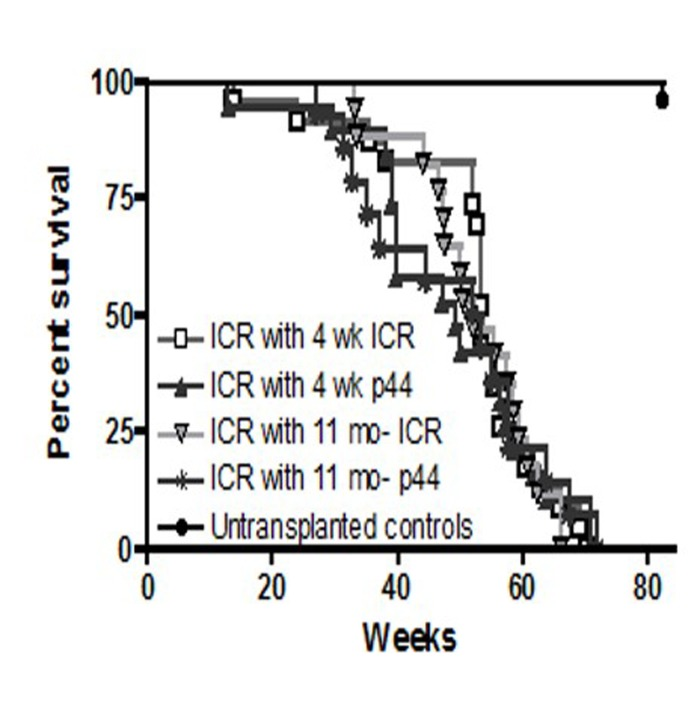 Long-term survival of ICR recipients