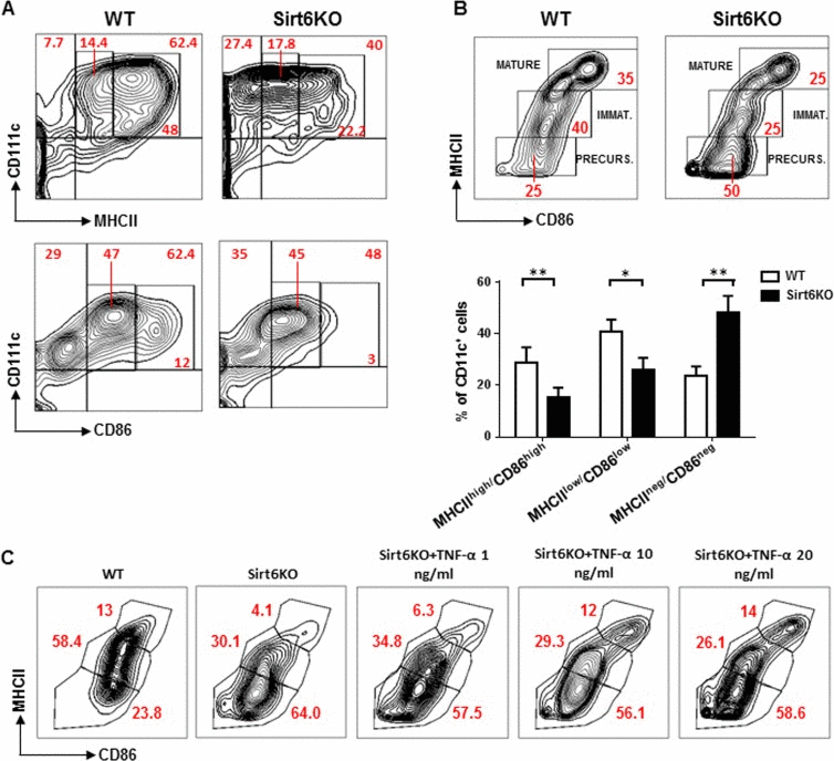 Sirt6 deletion hampers the spontaneous maturation of BMDCs