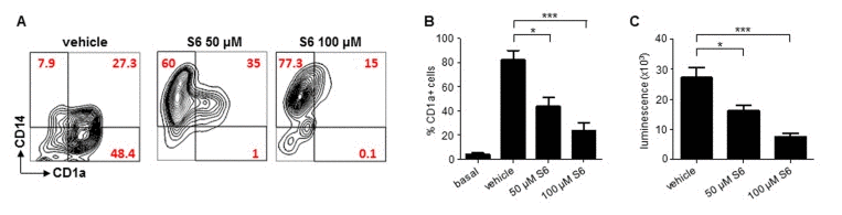 SIRT6 inhibition prevents moDC differentiation