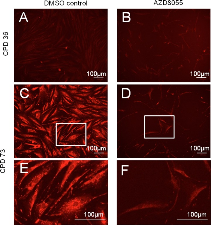 Decreased senescence-related mitochondrial signal on AZD8055 treatment