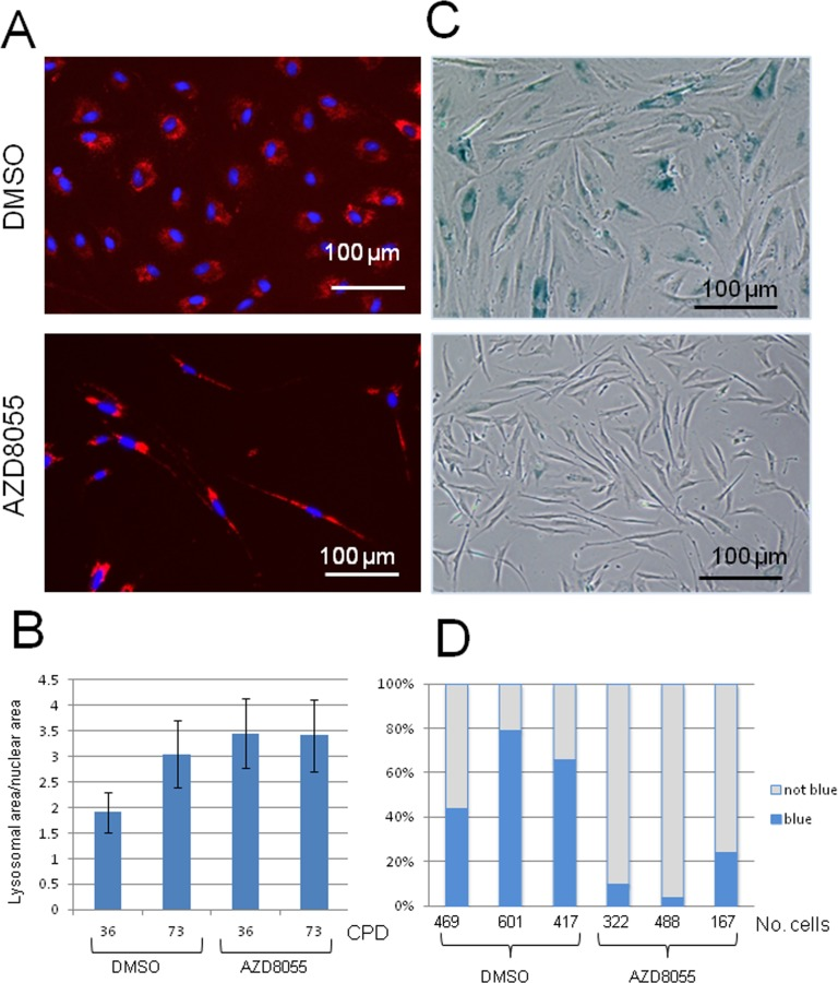 Lysosomal distribution and function are altered on AZD8055 treatment