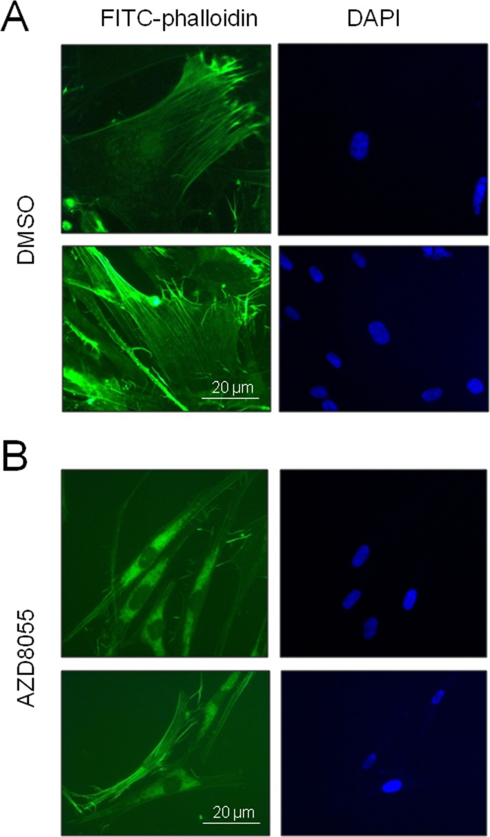 AZD8055 treatment reverses stress fiber formation in near-senescent cells
