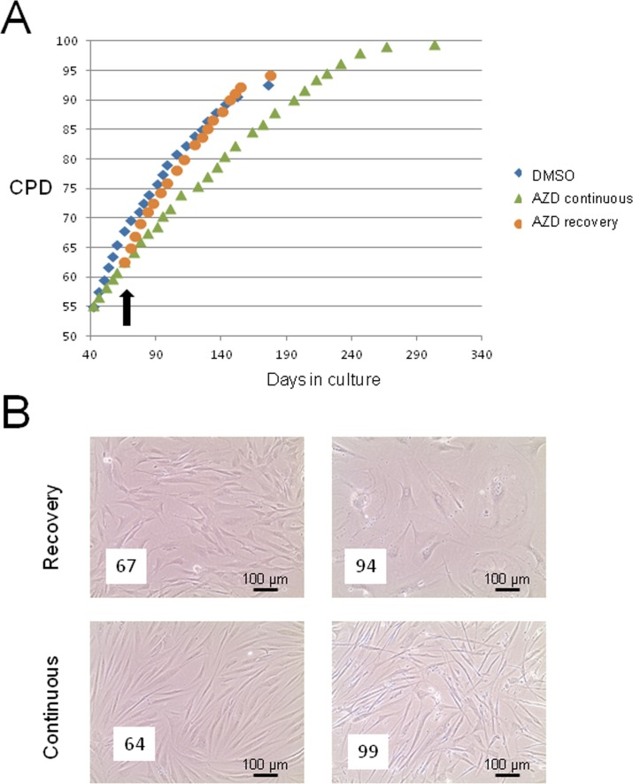Short term AZD8055 exposure does not immortalise or transform primary human skin fibroblasts