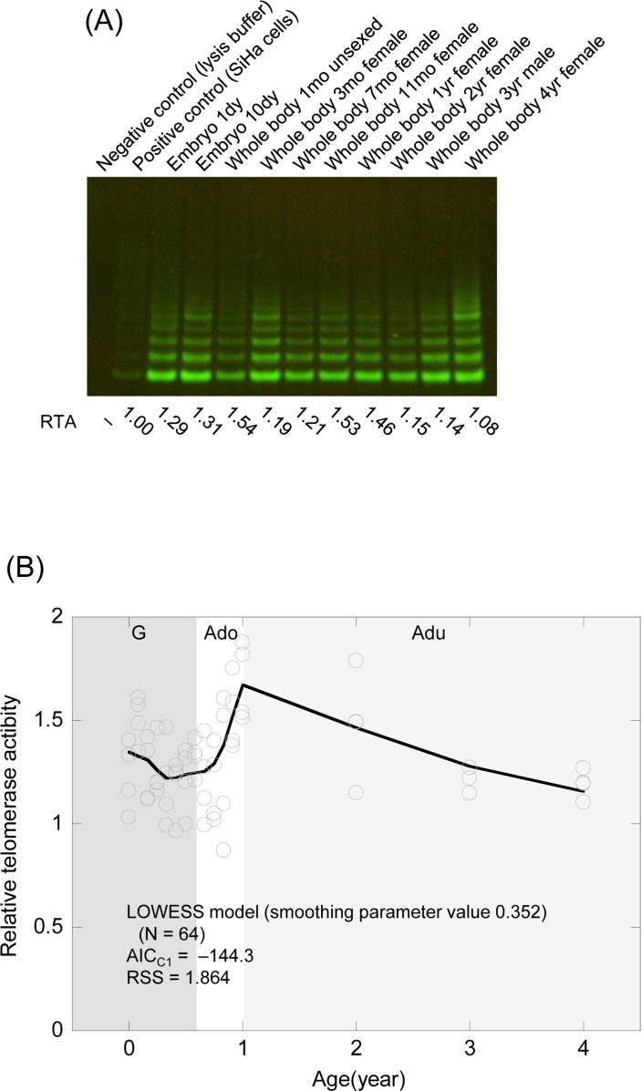 Telomerase activity from the embryo stage to senescence in the medaka