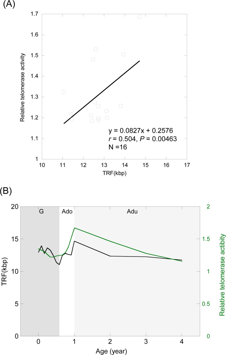 Relationship between telomere length and telomerase activity